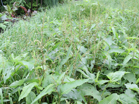 Rumex conglomeratus