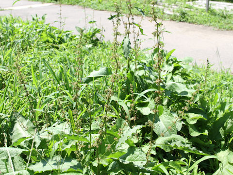 Rumex conglomeratus