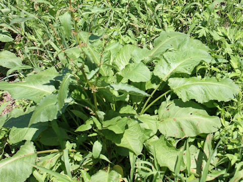 Rumex conglomeratus