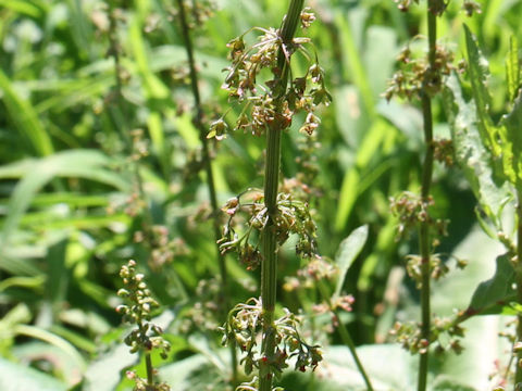 Rumex conglomeratus