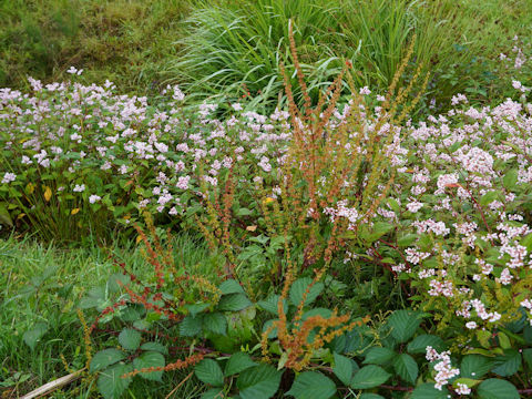 Rumex conglomeratus