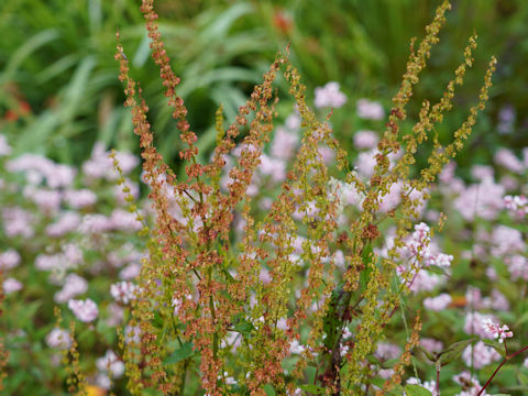 Rumex conglomeratus