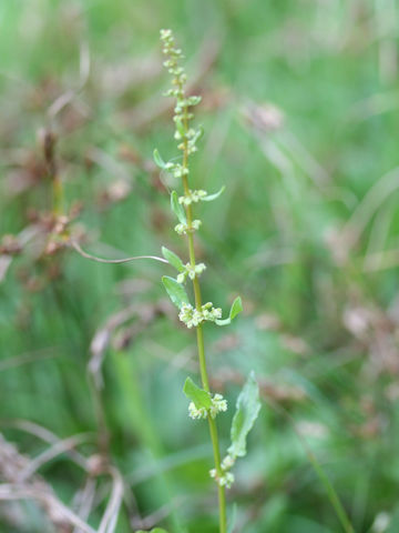 Rumex conglomeratus