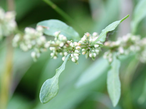 Rumex conglomeratus