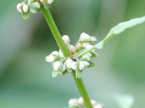 Rumex conglomeratus