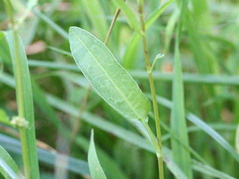 Rumex conglomeratus