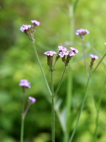 Verbena brasiliensis