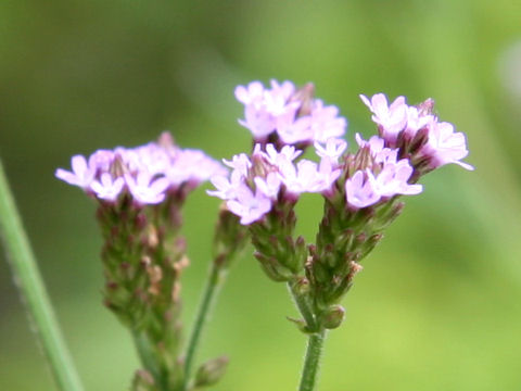 Verbena brasiliensis