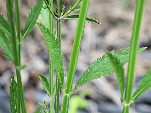 Verbena brasiliensis