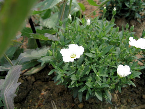 Arenaria montana