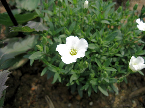 Arenaria montana