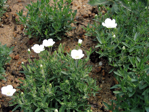 Arenaria montana