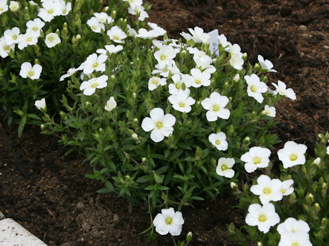 Arenaria montana