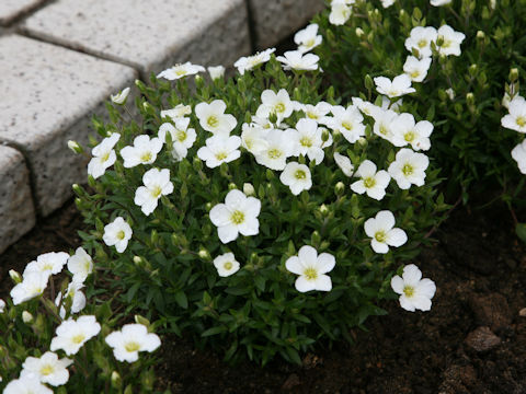 Arenaria montana