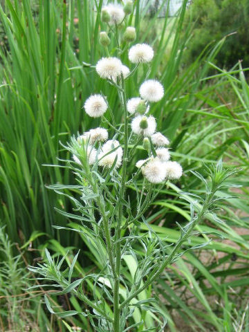 Erigeron bonariensis