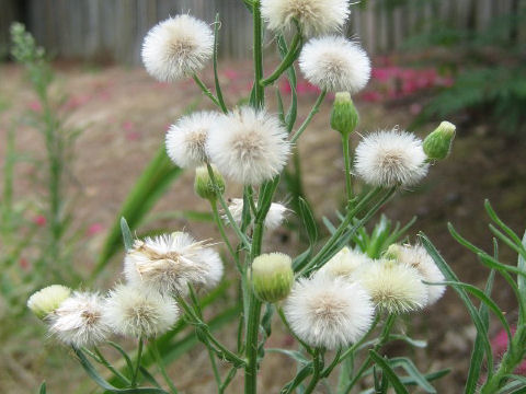 Erigeron bonariensis