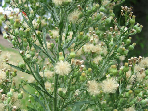 Erigeron bonariensis