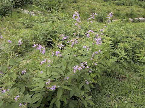 Desmodium paniculatum