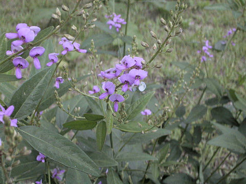 Desmodium paniculatum