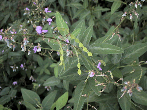 Desmodium paniculatum