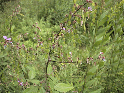 Desmodium paniculatum