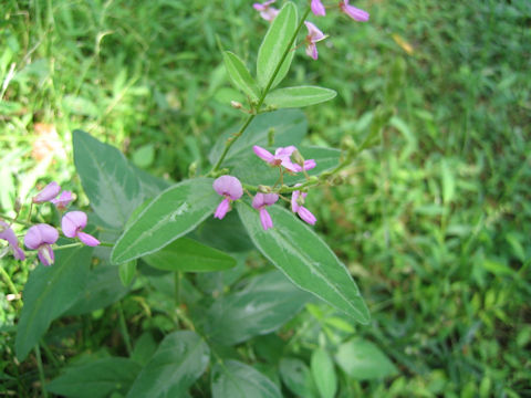 Desmodium paniculatum