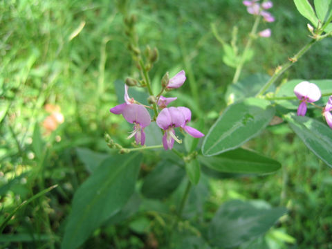 Desmodium paniculatum