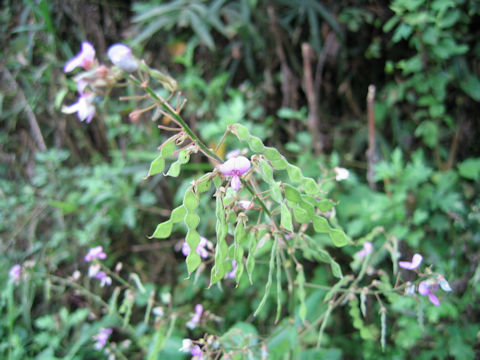 Desmodium paniculatum