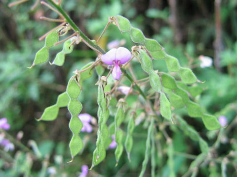 Desmodium paniculatum