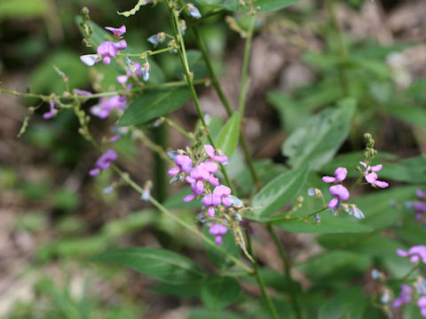 Desmodium paniculatum