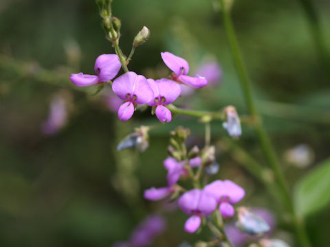 Desmodium paniculatum