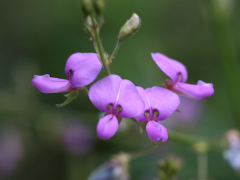 Desmodium paniculatum