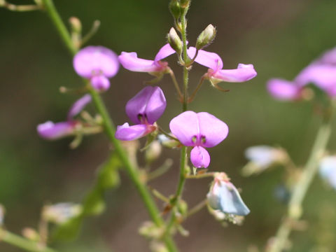 Desmodium paniculatum