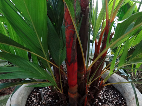 Areca vestiaria