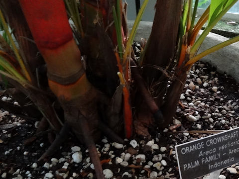 Areca vestiaria