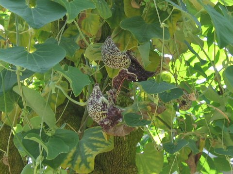 Aristolochia brasiliensis