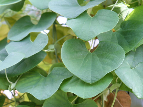 Aristolochia brasiliensis