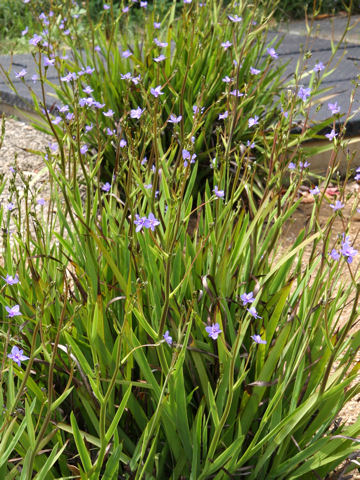 Aristea ecklonii