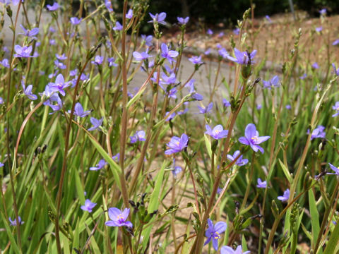 Aristea ecklonii