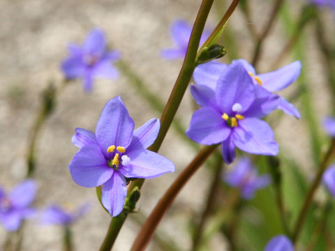 Aristea ecklonii