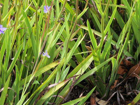 Aristea ecklonii