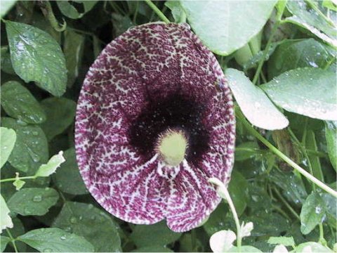 Aristolochia elegans