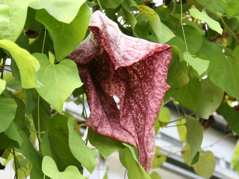 Aristolochia gigantea