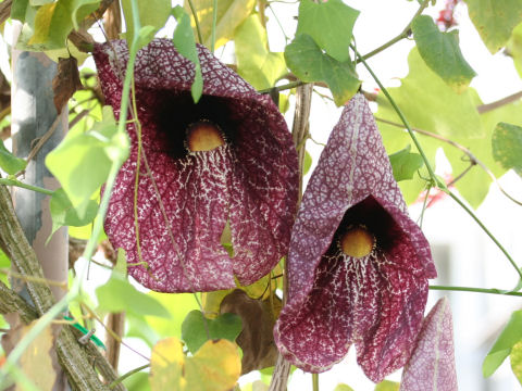 Aristolochia gigantea