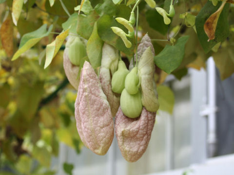 Aristolochia gigantea