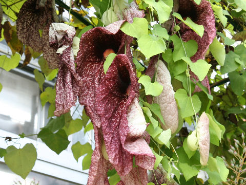 Aristolochia gigantea