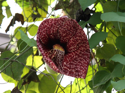 Aristolochia gigantea