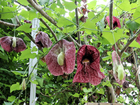 Aristolochia gigantea