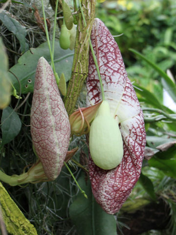 Aristolochia gigantea