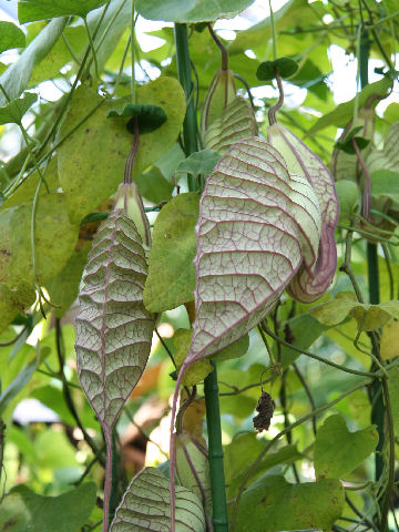 Aristolochia grandiflora